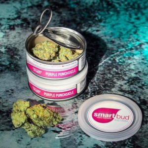 Buy Purple Punchsicle Smart Buds Online