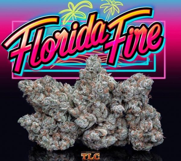 Florida Fire Jungleboys